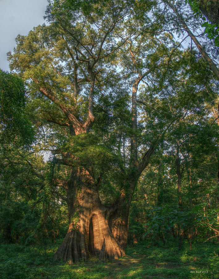 Tree Photograph - Worlds Largest Bald Cypress by Ron  Burt
