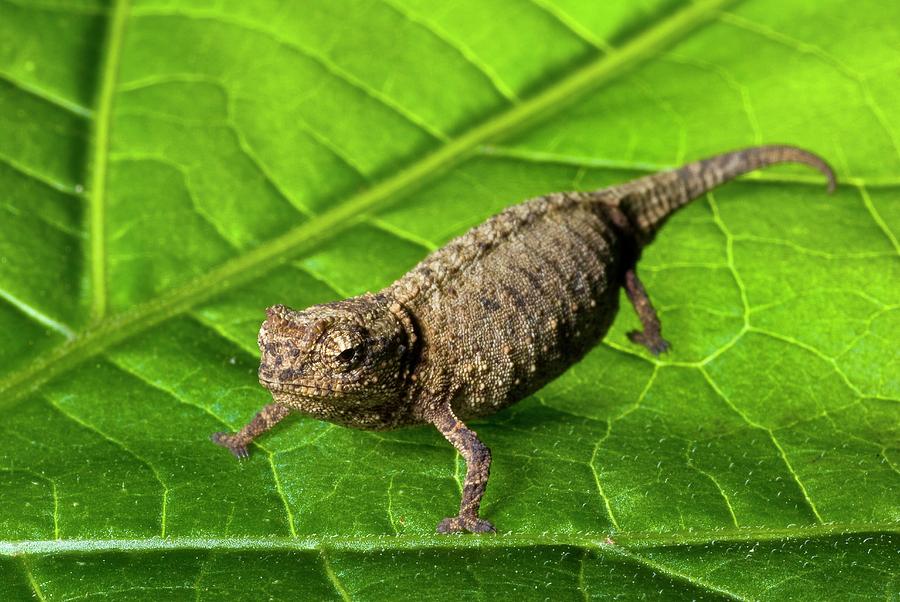 Worlds Smallest Chameleon Photograph by Philippe Psaila/science Photo Library