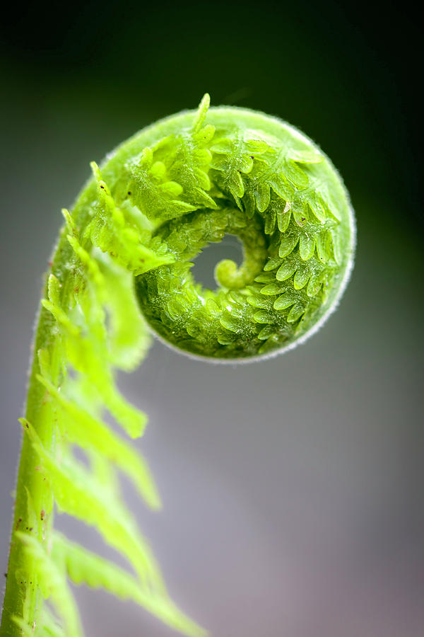 Worm Fern Spiral Details In Macro Photograph by Runar Vestli