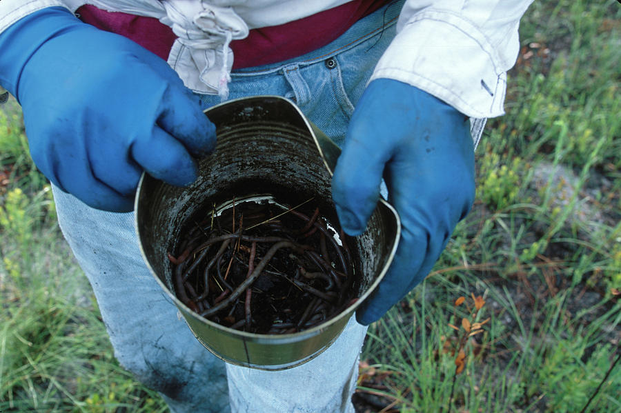 Worm Grunter Photograph by Peter Essick Fine Art America