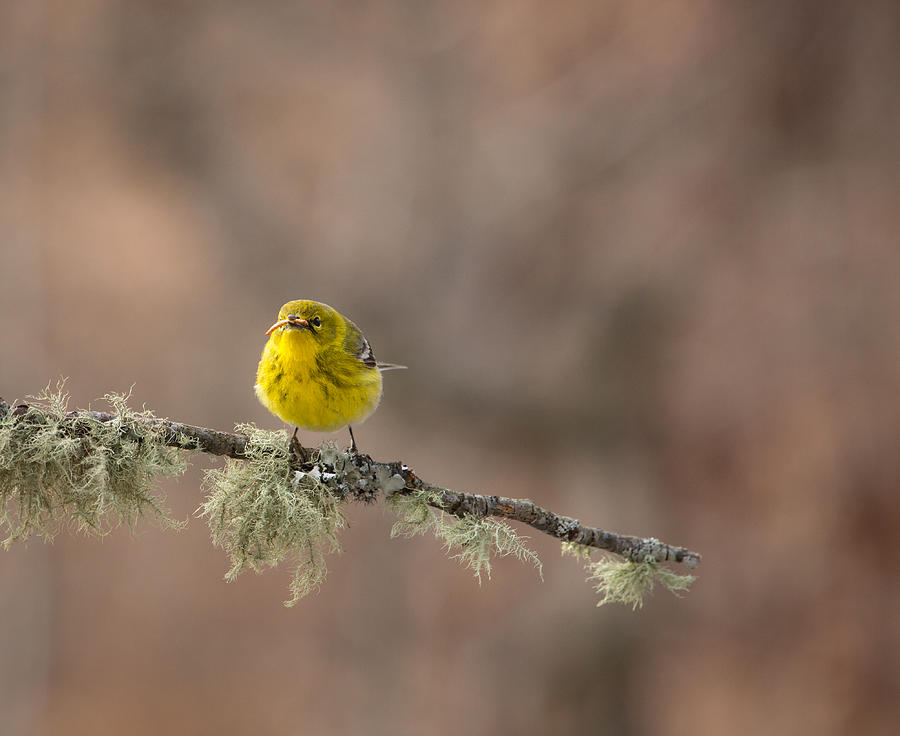 Worm Mustache - Pine Warbler Photograph by Christy Cox