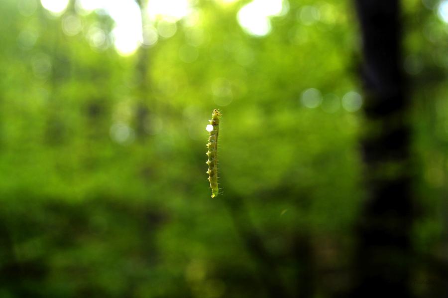 Worm on the Web Photograph by Srinivasan Venkatarajan - Fine Art America