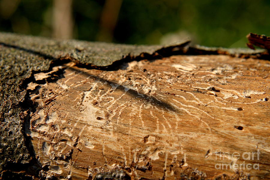 Worm Wood - 5 Photograph by Kenny Glotfelty