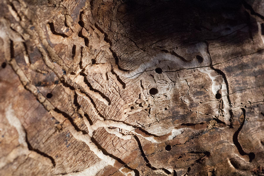 Worm Wood Trails Photograph by Michael Flood