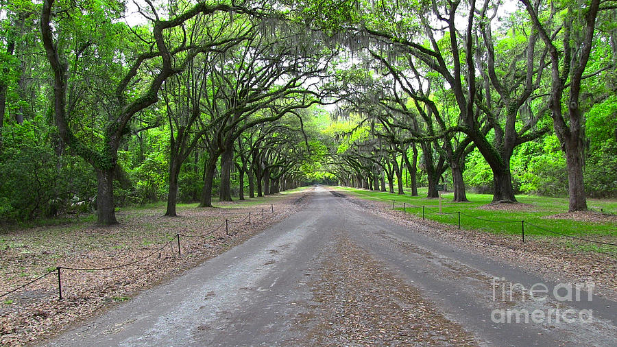 Wormsloe Drive Photograph by D Wallace