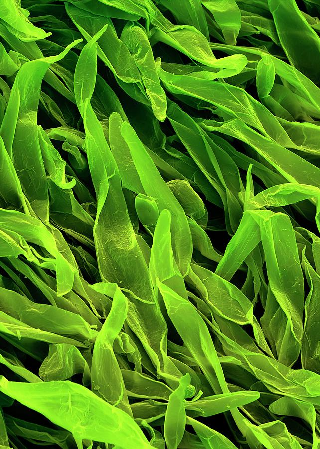 Wormwood Leaf Hairs Photograph by Stefan Diller/science Photo Library ...