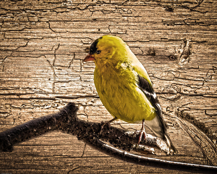 Wormy Wood American Goldfinch Photograph by Randall Branham