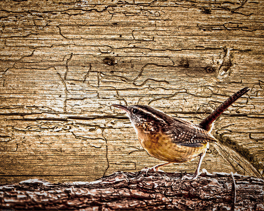 Bird Photograph - Wormy Wood Carolina Wren by Randall Branham
