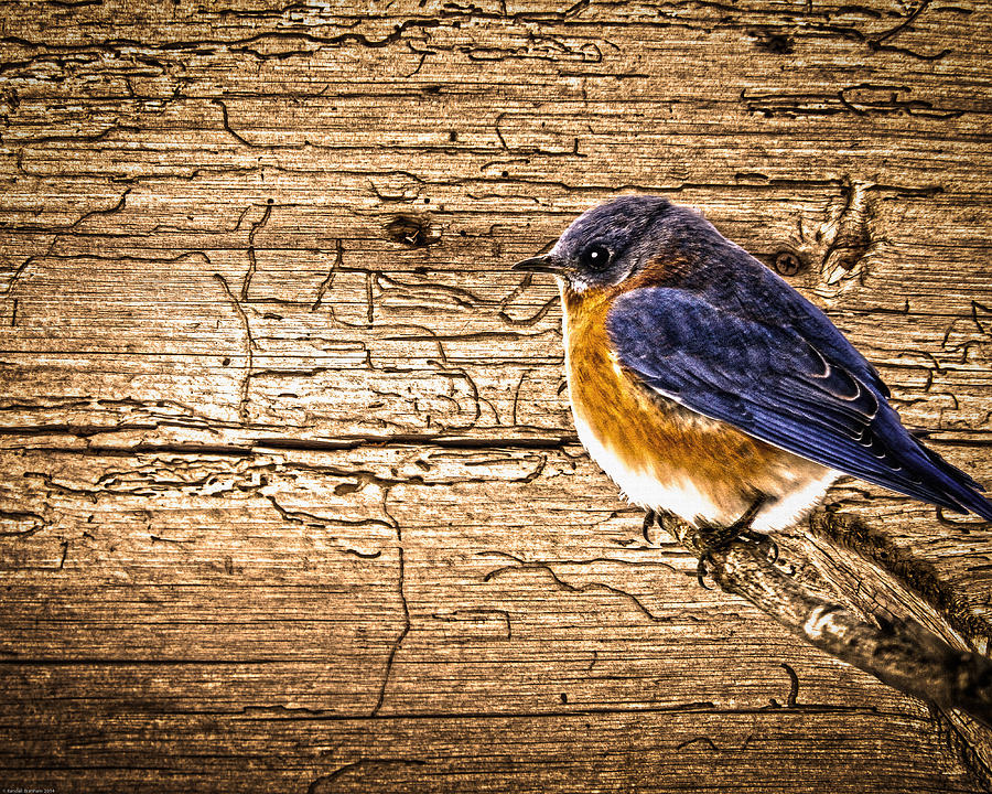 Wormy Wood Eastern Bluebird Photograph by Randall Branham