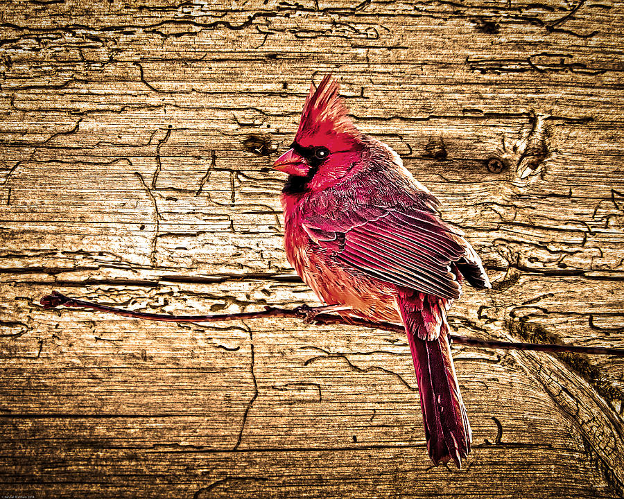 Wormy Wood Northern Cardinal Photograph by Randall Branham