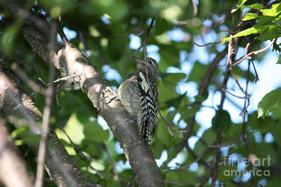 Worn Out Woodpecker Photograph by Derek OGorman