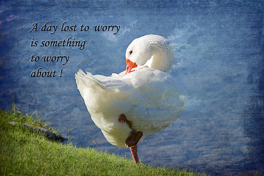 Worry Free Photograph by Phyllis Denton