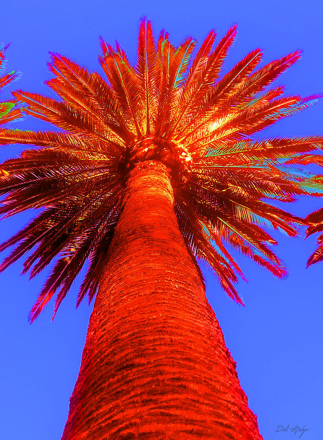 Palm Tree Photograph - Would You Like Your Palm Red by Del Gaizo