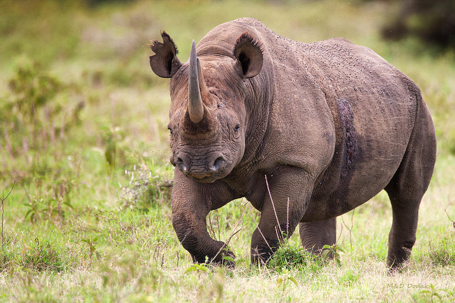 Wounded Black Rhino Photograph by Mike Dodak - Fine Art America