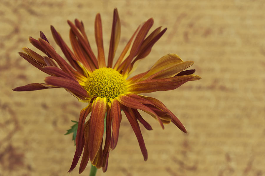 Spring Photograph - Wounded Flower by Roni Chastain