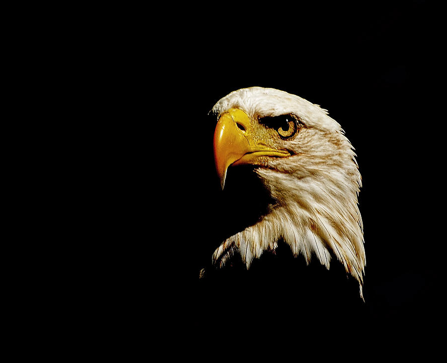 Bald Eagle Photograph - Wounded Warrior by Stuart Harrison
