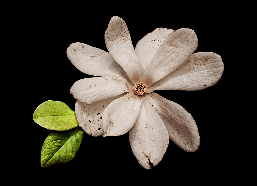 Wounded White Magnolia Photograph by Weston Westmoreland