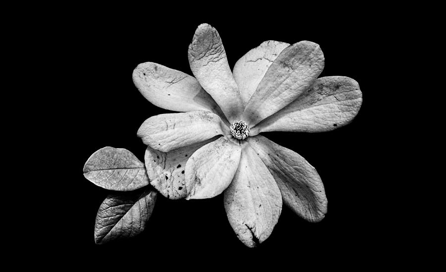 Wounded White Magnolia Wide Version Black and White Photograph by Weston Westmoreland