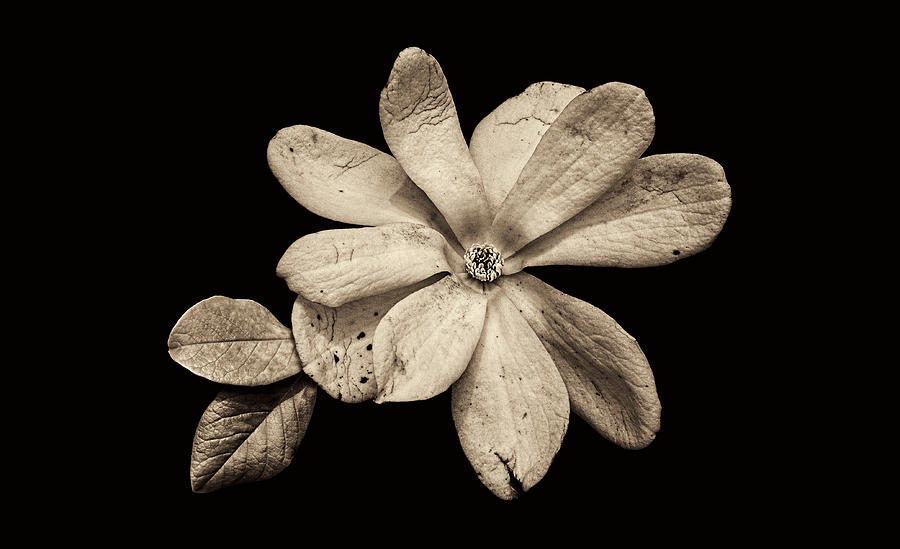 Wounded White Magnolia Wide Version Sepia Photograph by Weston Westmoreland