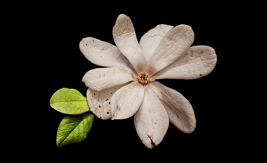Wounded White Magnolia Wide Version Photograph by Weston Westmoreland