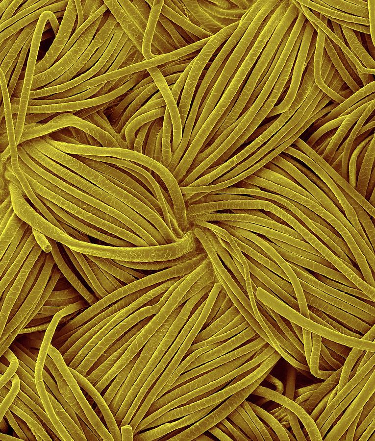 Woven Wool Fabric Photograph by Science Photo Library Woven Wool Fabric Photograph by Science Photo Library