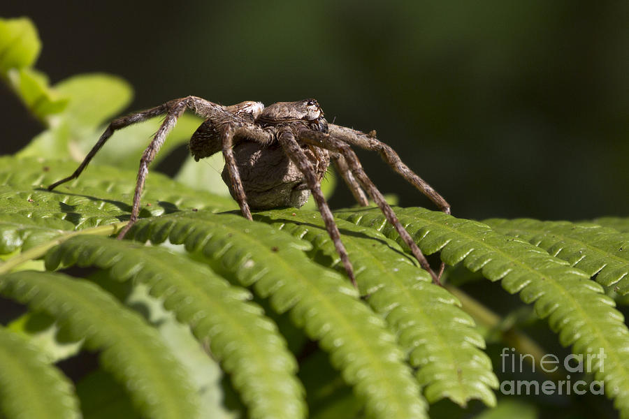 Wow - What a Sac - Carolina Wolf Spider Photograph by Meg Rousher