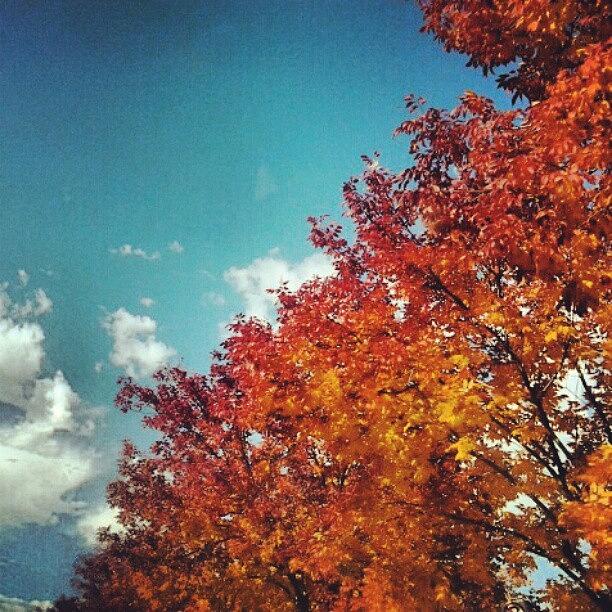 Fall Photograph - Wow by Jillian  Lane