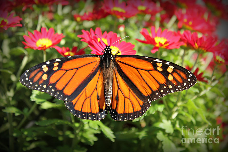 Monarch Butterfly On His Way Photograph by Reid Callaway
