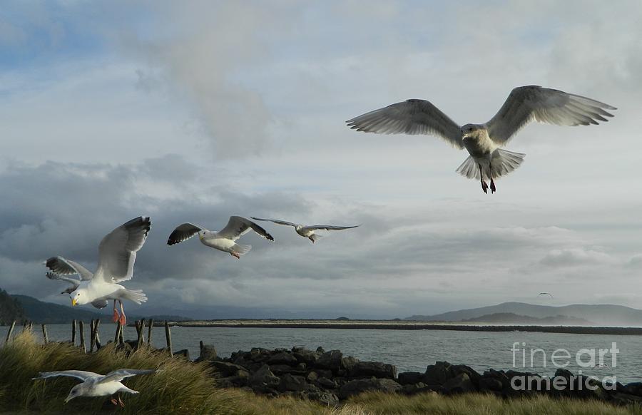 Wow Seagulls 2 Photograph by Gallery Of Hope 