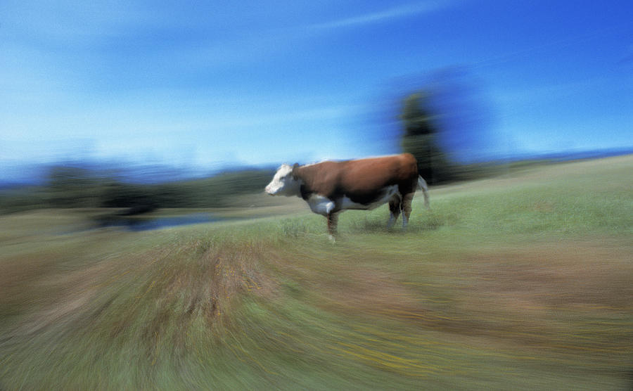 Cow Photograph - Cowlifornia Dreamin by Daniel Furon