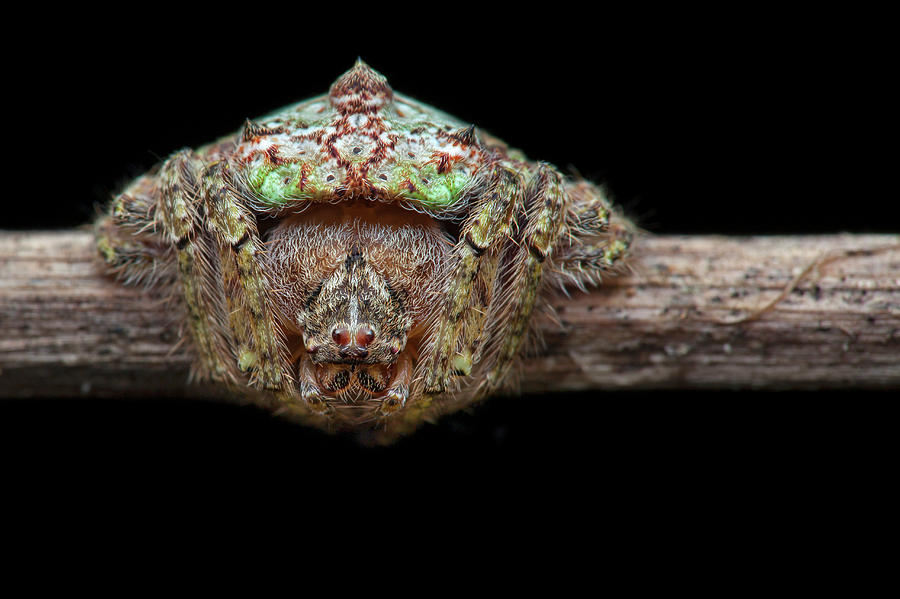 Wildlife Photograph - Wrap-around Spider Camouflaged On A Branch by Melvyn Yeo/science Photo Library