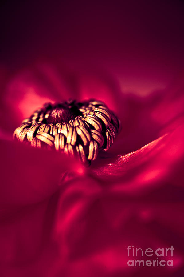Abstract Photograph - Wrap me in Red by Jan Bickerton