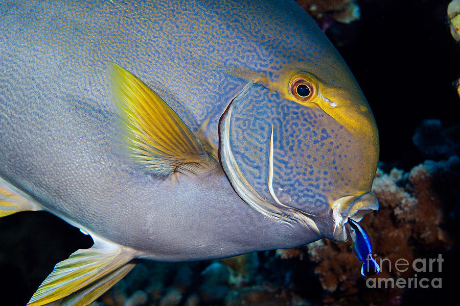Wrasse Cleaning Surgeonfish Photograph by David Fleetham