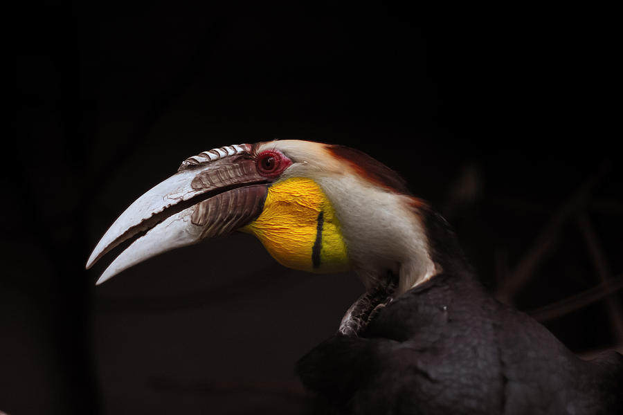 Wreathed Hornbill Photograph
