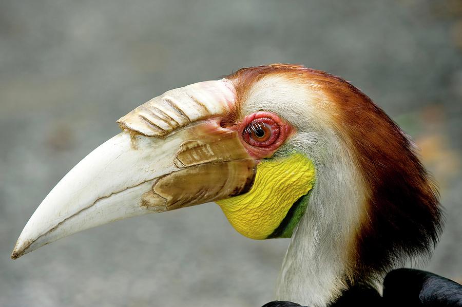 Nature Photograph - Wreathed Hornbill by Tony Camacho/science Photo Library