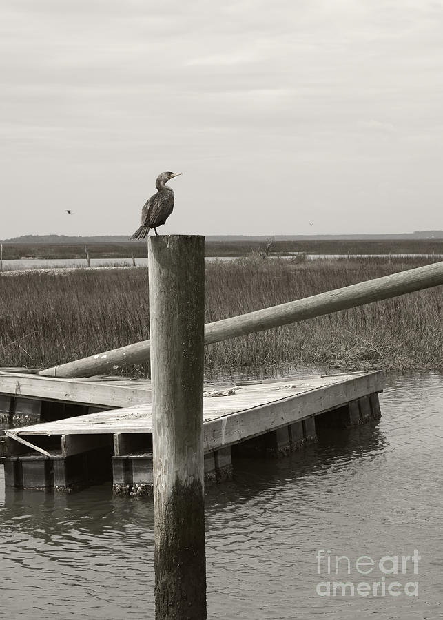 Wrecked Dock with Cormorant 2 Greyscale Photograph by MM Anderson