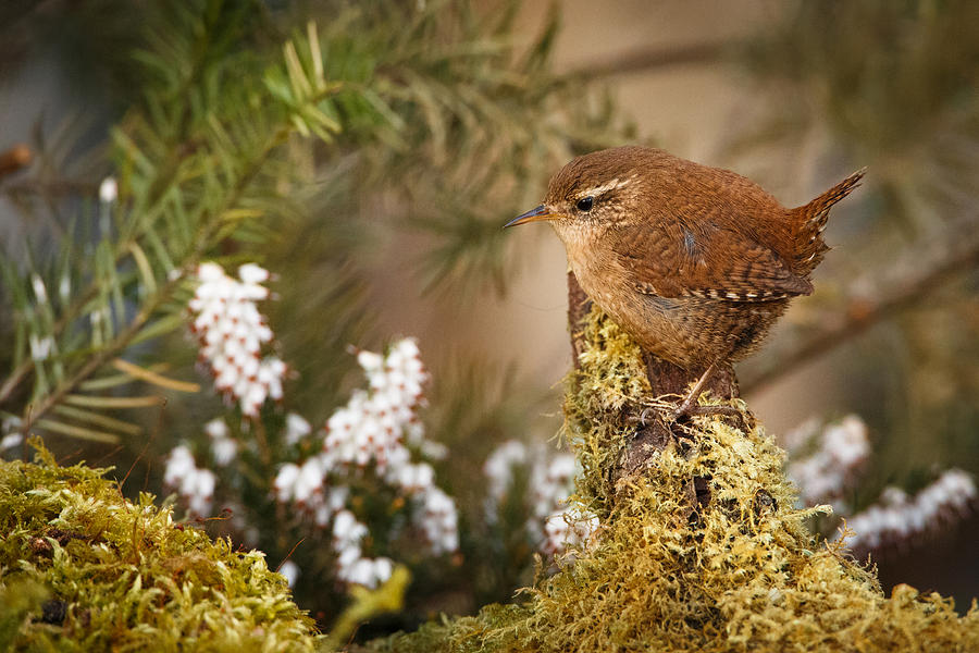 Wren amongst heather and moss. Photograph by Izzy Standbridge - Fine ...