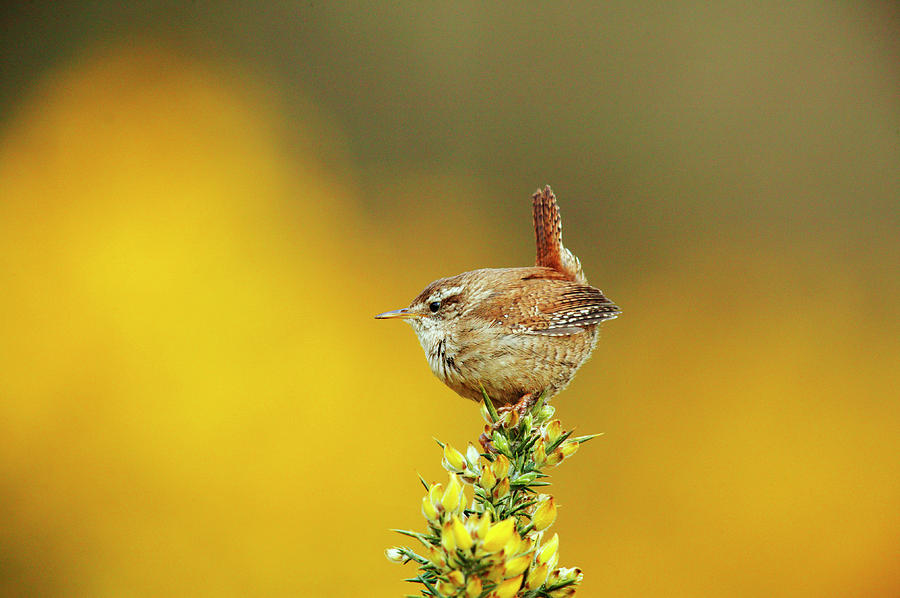Wren Photograph - Wren by Andy Harmer/science Photo Library