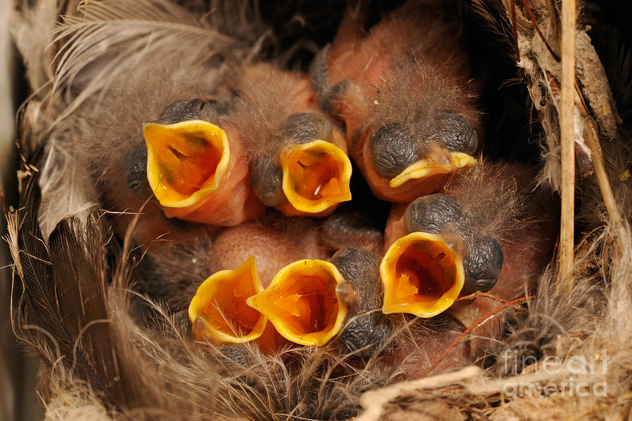 Wren Chicks Photograph by Scott Linstead