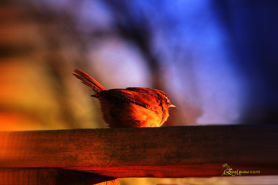 Feather Photograph - Wren in Early Mornings Light - Featured in in Newbies-Nature Wildlife- Comfortable Art Groups by Ericamaxine Price