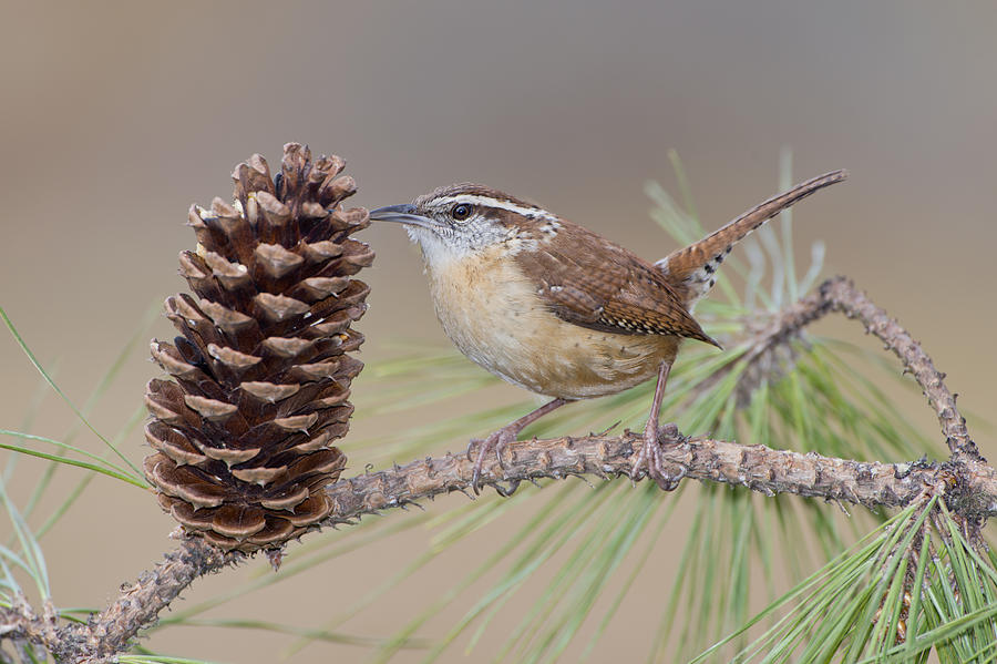 Wren in Pine Tree Photograph by Bonnie Barry