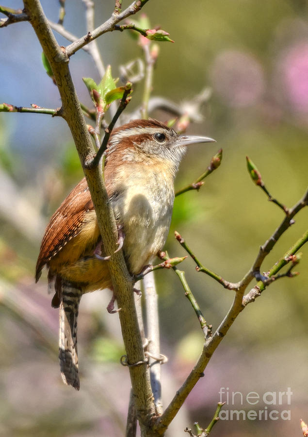 Wren In Spring Photograph by Kathy Baccari