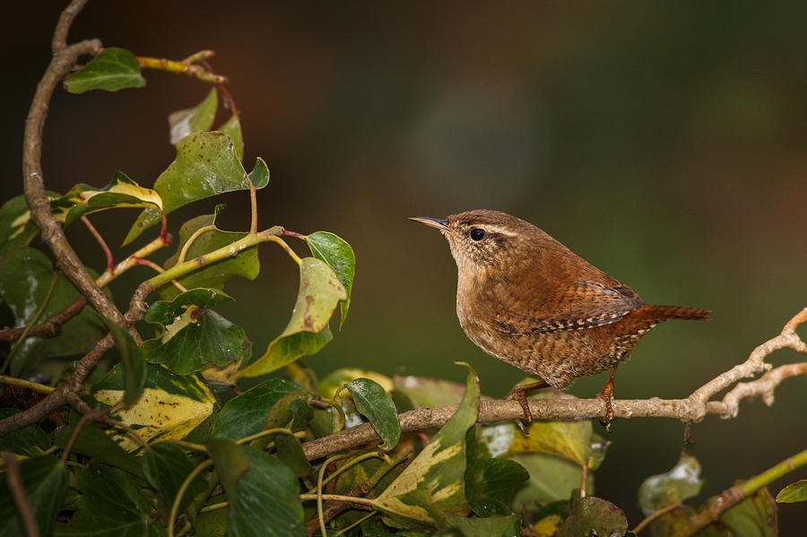 Wren and ivy