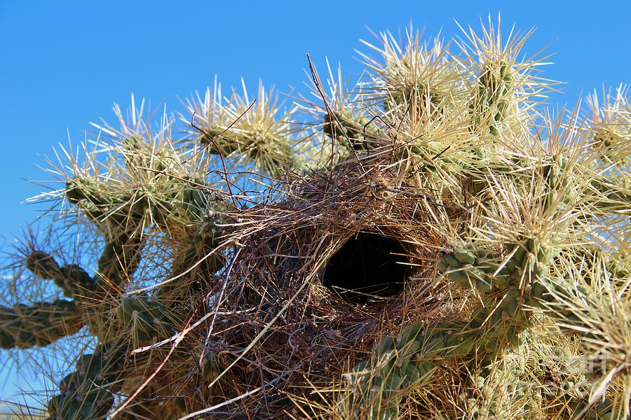 Wrens Nest in Teddy Bear Cholla Photograph by Jemmy Archer