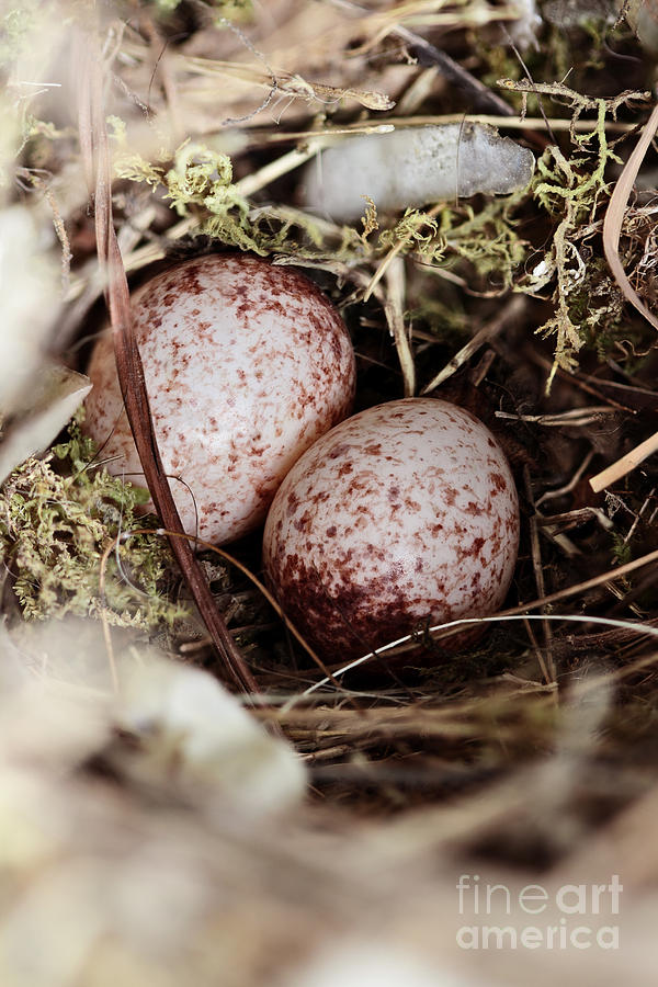 Wrens Nest with Eggs Photograph by Stephanie Frey