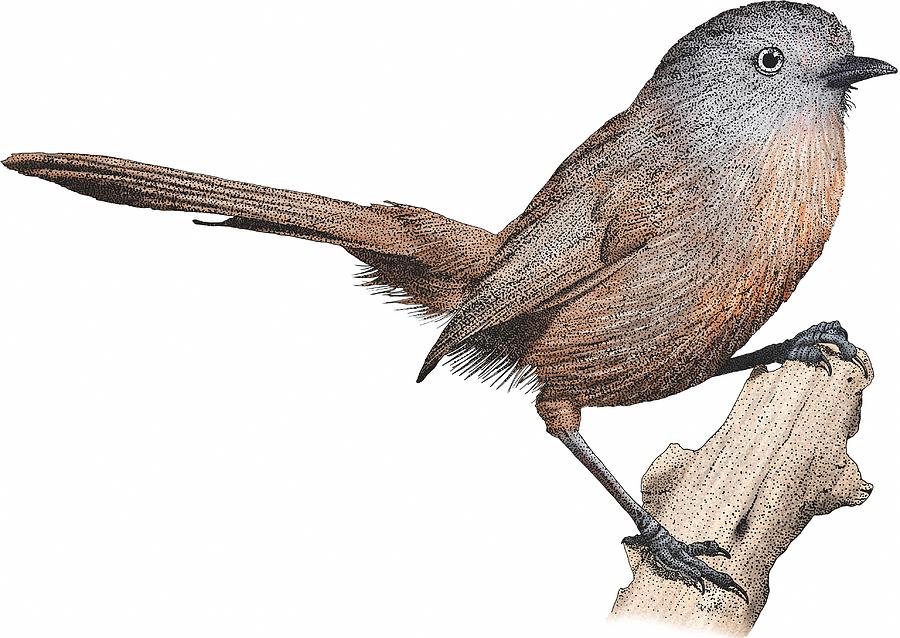Wrentit Photograph by Roger Hall