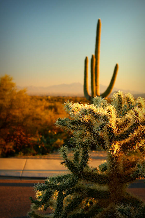 Wrightson Beyond the Cacti Photograph by Aaron Burrows