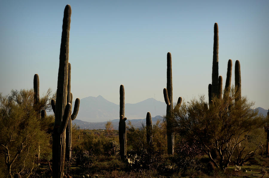Wrightson Beyond the Saguaros Photograph by Aaron Burrows