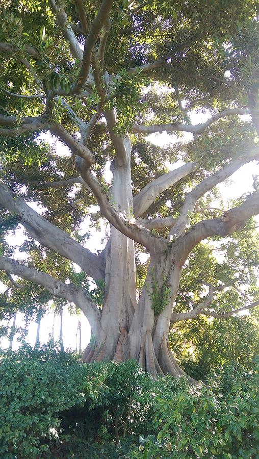 Wrigley Museum Tree Photograph By Paula Barton Fine Art America