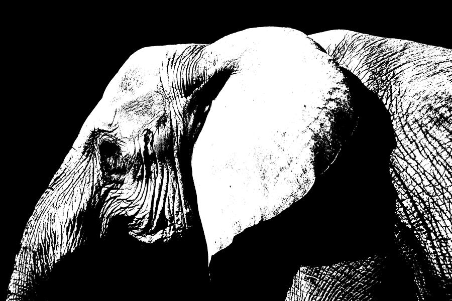 Elephant Photograph - Wrinkles by Lynn Sprowl